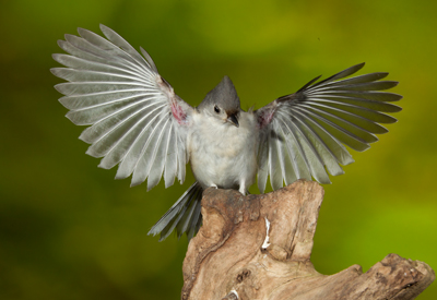 titmouse